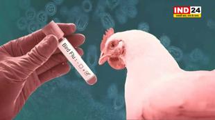 छत्तीसगढ़ के कोरिया में बर्ड फ्लू की दहशत, बुलाई गई बैठक