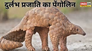 CG NEWS :छत्तीसगढ़ में मिला दुर्लभ प्रजाति का पेंगोलिन, वन अमले ने सुरक्षित जंगल में छोड़ा…