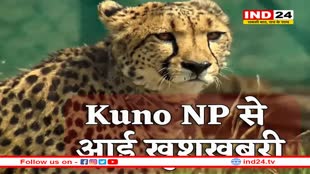 सीएम मोहन यादव ने दी खुशखबरी, मादा चीता वीरा गर्भवती