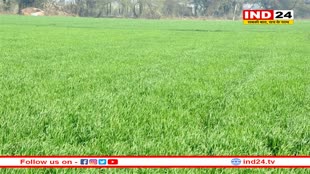 बेहतर फसल से गेहूं का उत्पादन रिकॉर्ड 11.4 करोड़ टन होने की उम्मीद 