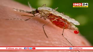 कोविड काल के बाद बढ़ा मलेरिया का खतरा, हर साल मिल रहे मलेरिया के 1.5 करोड़ नए मरीज, मानसून में बढ़ता है मलेरिया का खतरा: WHO 