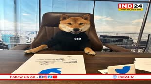 Twitter CEO: एलन मस्क ने कुत्ते को बनाया ट्वीटर का नया सीईओ, लिखा- द न्यू सीईओ ऑफ ट्वीटर इज अमेजिंग