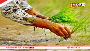 धान के किसानों को मोदी सरकार का तोहफा, गैर बासमती चावल के निर्यात से हटाया प्रतिबंध