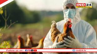 बर्ड फ्लू की दस्तक से छिंदवाड़ा में हड़कंप, प्रशासन अलर्ट पर