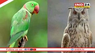 सपने में इन 3 पक्षियों का दिखना होता है बेहद शुभ