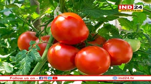 सर्दियों में टमाटर खाने के फायदे और नुकसान