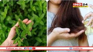 बालों के लिए भी वरदान है तुलसी, इसके इस्तेमाल से कभी लौटकर नहीं आएगी डैंड्रफ