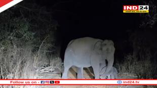  माधव नेशनल पार्क में आया नन्हा मेहमान, हथिनी लक्ष्मी ने दिया नन्हे बच्चे को जन्म