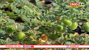 MP में चने की फसल खतरे में, कीटनाशक भी बेअसर