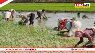 मोदी सरकार का किसानों को बड़ा तोहफा, खरीफ फसलों पर बढ़ाई MSP