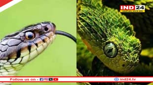 महाकाल की नगरी में बनेगा प्रदेश का पहला सर्पेटोरियम, एक साथ देख पाएंगे 30 से ज्यादा प्रजाति का सांप