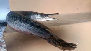 BPL NEWS :बड़े तालाब में मिली अमेरिका की झीलों में पाई जाने वाली मछली, जानिए कैसे यहां पहुंची?