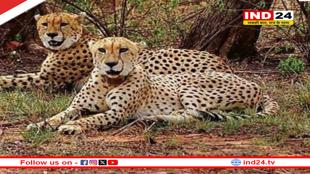 चीतों का बनेगा नया आशियाना, सीएम डॉ.मोहन यादव गांधी सागर अभयारण्य में छोड़ेंगे 2 चीते