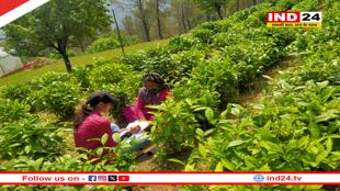 कौसानी चाय बगान के काश्तकारों पर रोजगार का संकट, चाय बोर्ड पर लगा आरोप