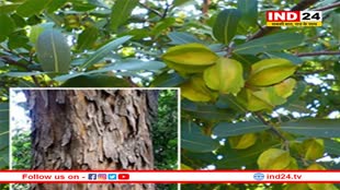 अर्जुन की छाल से करें बड़ी बीमारियों का इलाज, जानें इसके चमत्कारी फायदे