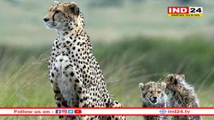 कूनो नेशनल पार्क से दुखद खबर! मादा चीता शावक की मौत से हड़कंप!