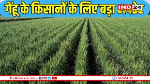 मध्य प्रदेश में गेहूं के किसानों के लिए खरीदी की लिमिट को लेकर आई सूचना