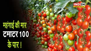INDORE NEWS: अचानक क्यों बढ़े टमाटर के दाम, यहां पढ़ें