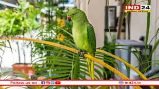 MP News: इंदौर के एक परिवार का तोता हुआ गुम, खोजकर लाने वाले के लिए परिवार ने 51 हजार रुपए रखा नकद इनाम 