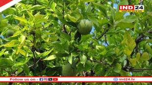 शास्त्रों में इन पौधों को दिया गया है बड़ा महत्व, इनकी पूजा से दूर होती है दुख और दरिद्रता