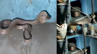 CG News : किचन में फ्रिज के नीचे बैठा था कोबरा, रात 2 बजे किया गया रेस्क्यू दशहत में थे परिवार वाले......