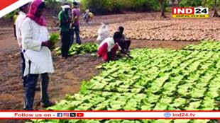 अब सुकमा, बीजापुर और नारायणपुर के तेंदूपत्ता संग्राहकों को कैश में होगा भुगतान, CM ने जारी किया आदेश
