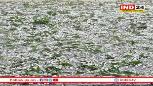 एमपी के बुंदेलखंड में भारी ओलावृष्टि, किसानों पर टूटा कुदरत का कहर