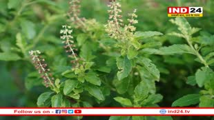 तुलसी के साथ इस चीज का करें सेवन, सर्दी-जुकाम से मिलेगी राहत