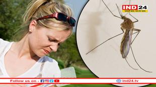 बरसात में मच्छरों का कहर: डेंगू, मलेरिया और चिकनगुनिया को कैसे रोकें