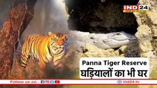बाघों के बाद अब पन्ना टाइगर रिजर्व बनेगा घड़ियालों का घर, डेवलप होगी सैंड बैंक, नेस्ट बैंक, हैचरी साइट्स