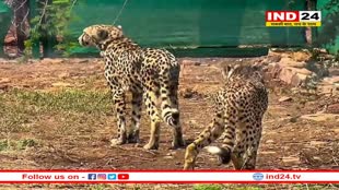 MP News: चीतों के सामने भोजन का भी संकट, कूनो में प्रति किलोमीटर सिर्फ 18 चीतल ही मौजूद