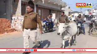 दमोह में गाय को हाई सिक्योरिटी में लाया गया थाने, क्या है मामला