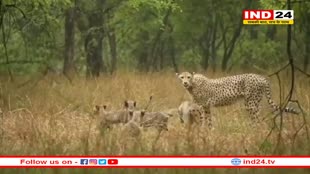 शावकों के साथ मस्ती करते दिखी मादा चीता गामिनी, कूनो नेशनल पार्क से खूबसूरत वीडियो आया सामने