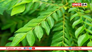 खाली पेट करी पत्ता खाने से ठीक हो सकती हैं डायबिटीज और पेट की अन्य समस्याये