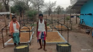 CG NEWS : देश-विदेश तक पहुंचने लगी छत्तीसगढ़ के महुआ की महक- फूड ग्रेड महुआ फूल के संग्रहण से मिल रहा लाभ और रोजगार....