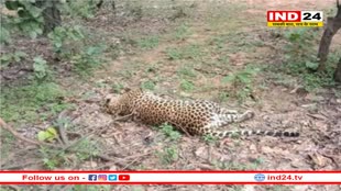 बांधवगढ़ टाइगर रिजर्व में मादा तेंदुए की हुई मौत