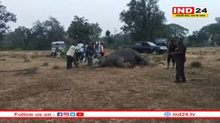 मध्य प्रदेश में हाथियों पर टूटा कहर, 24 घंटे में 7 ने तोड़ा दम, 3 की हालत अभी भी खराब