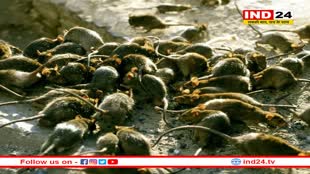 अंग्रेज भी चूहों से परेशान, ब्रिटेन में अचानक बढ़ी संख्या, 25 करोड़ चूहे मचा रहे उत्पात