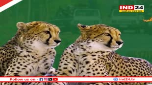 अब चीतों को घूमने के लिए मिलेगा बड़ा जंगल, MP सरकार ने खाली कराए 11 गांव