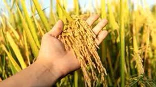 किसानों को लगा जोरदार झटका! इस फसल की बुवाई पर प्रतिबंध लगाने जा रही सरकार