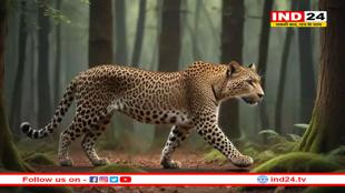 अज्ञात वाहन ने तेंदुए को मारी टक्कर, दर्दनाक मौत