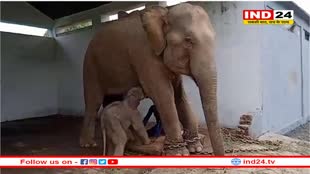 पन्ना टाइगर रिजर्व में आया नन्हा मेहमान, हथिनी केनकली ने दिया मादा बच्चे को जन्म