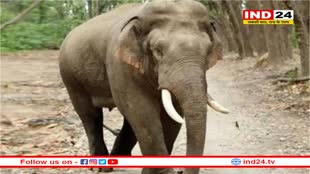 बांधवगढ़ टाइगर रिजर्व में किसान पर हाथी ने किया हमला