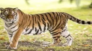 Rajasthan: अब मेवाड़ में सुनाई देगी बाघ की दहाड़, NTCA ने दी कुंभलगढ़ सेंचुरी को टाइगर रिजर्व बनाने की मंजूरी