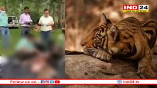 टाइगर स्टेट MP में फिर एक बाघ की मौत