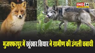 बिहार के मुजफ्फरपुर में खूंखार सियार ने ग्रामीण की उंगली चबायी, लाठी-भाला लेकर पहरा दे रहे लोग