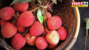 Litchi: अगर आप भी लीची खाने के शौक़ीन हैं, तो जान लीजिए इसके फायदे और नुकसान