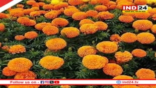 पूजा में सबसे ज्यादा क्यों इस्तेमाल किया जाता है गेंदे का फूल? जाने इसका महत्व