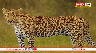 मंदसौर के गांधी सागर अभयारण्य से ओंकारेश्वर राष्ट्रीय उद्यान में छोड़े गए 10 तेंदुए