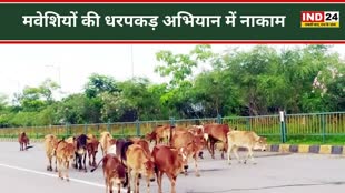 CG NEWS : सड़क पर पशु मस्त...जनता हुई त्रस्त,  मवेशियों की धरपकड़ अभियान में नाकाम हो रहा एनआरडीए 